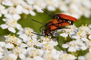 Germany Wildlife Fauna Drucke: Marco image of an insect