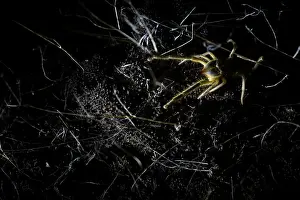 Asian Wildlife Drucke: Marco image of an insect