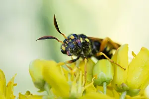 Bilder Datiert 29. Mai 2015: Marco ist ein Insektbild.