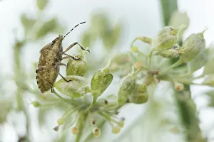 Bilder Datiert 25. August 2019: Marco ist ein Insekt.