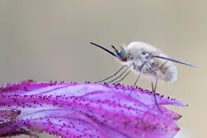Outdoor Wildlife Photography Drucke: Marco image of an insect