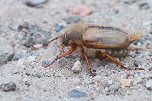 German Fauna Photos Drucke: Marco image of an insect
