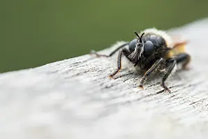 Outdoor Insect Photography Drucke: Marco image of an insect