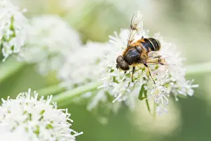 Bilder Datiert 6. August 2019: Marco ist ein Insektenbild.