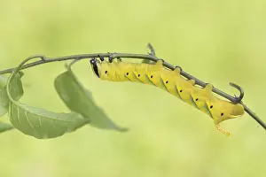 Bilder Datiert 2. August 2017: Marco ist ein Bild eines Insekts.