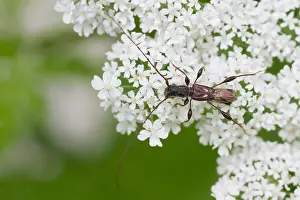 Wildlife Fauna Drucke: Marco image of an insect