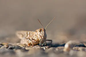 European Grasshopper Species Drucke: Marco image of an insect