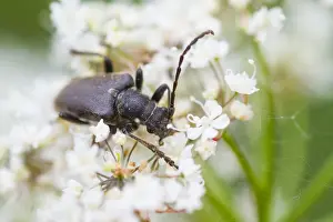 Outdoor Insect Photography Drucke: Marco image of an insect