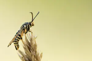 Bilder Datiert 7. August 2019: Marco ist ein Bild eines Insekts.