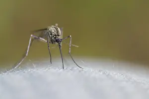 Marco ist ein Bild eines Insekts.