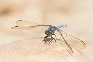 Marco ist ein Bild eines Insekts.