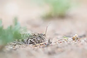 Bilder Datiert 8. Juni 2019: Marco ist ein Insekt.