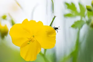 Russian Wildlife Images Drucke: Marco image of an insect