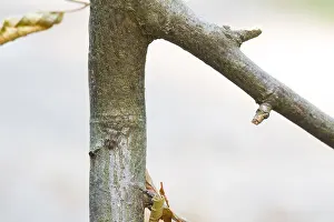 Germany Wildlife Fauna Drucke: Marco image of an insect