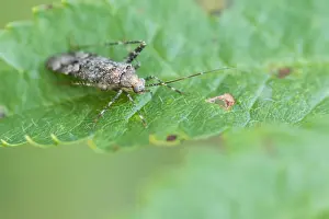 Bilder Datiert 5. August 2019: Marco ist ein Insektenbild.