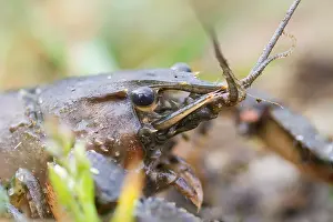 Marco ist ein Bild eines Insekts.