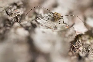 Germany Wildlife Fauna Drucke: Marco image of an insect