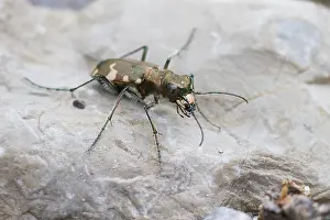 Bilder vom 12. August 2013: Marco-Bild eines Insekts.