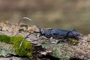 German Wildlife Fauna Images Drucke: Marco image of an insect