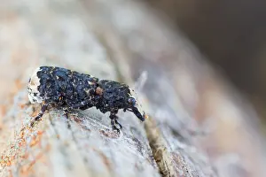 Bilder Datiert 2. Juli 2013: Marco-Bild eines Insekts.