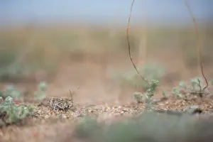 Bilder Datiert 8. Juni 2019: Marco ist ein Insektengemälde.