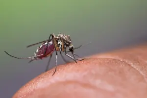 2016 Drucke: Marco ist ein Insekt.