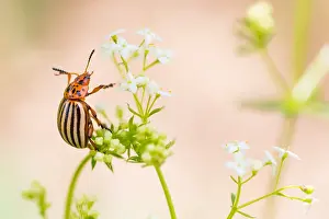 Marco ist ein Bild eines Insekts.