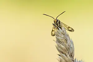Outdoor Insect Photography Drucke: Marco image of an insect