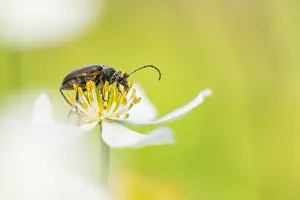Asian Wildlife Images Drucke: Marco image of an insect