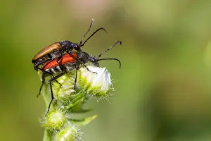 Marco ist ein Bild eines Insekts.