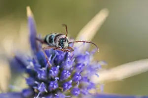 Marco ist ein Insektenbild.