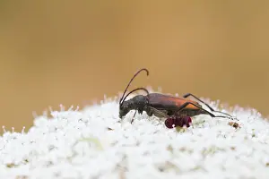 Outdoor Wildlife Photography Tips Drucke: Marco image of an insect