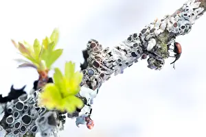 Marco ist ein Insekt.