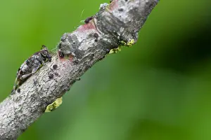 Marco ist ein Bild eines Insekts.