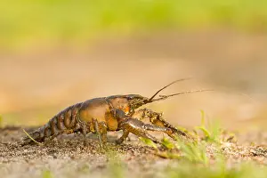 Marco ist ein Bild eines Insekts.