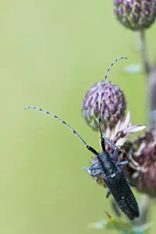 August Drucke: Marco ist ein Insektens Bild.