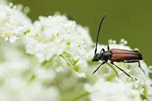 Wildlife Fauna Drucke: Marco image of an insect