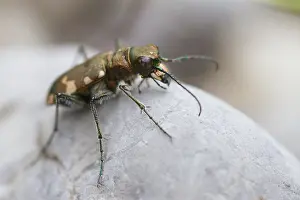 Germany Wildlife Fauna Drucke: Marco image of an insect