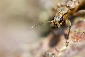 Nature Photography Wildlife Drucke: Marco image of an insect