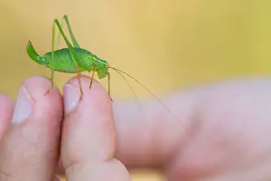 Germany Wildlife Fauna Drucke: Marco image of an insect