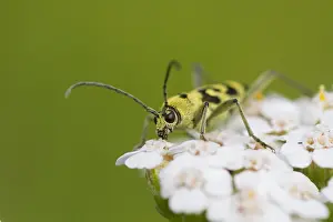 Outdoor Wildlife Photography Drucke: Marco image of an insect