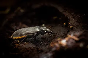 Bilder Datiert 20. Juli 2015: Marco ist ein Bild eines Insekts.