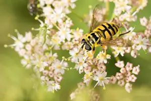 Nature Photography Austria Drucke: Marco image of an insect