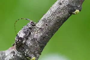 Outdoor Wildlife Photography Drucke: Marco image of an insect