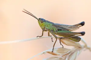 European Grasshopper Species Drucke: Marco image of an insect