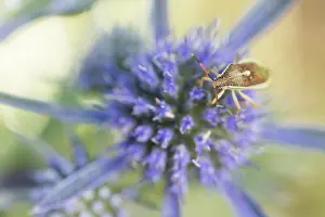 Marco ist ein Insektbild.