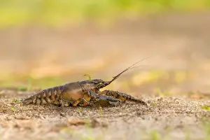 Insect Wildlife Photography Drucke: Marco image of an insect