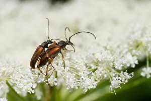 Outdoor Wildlife Images Drucke: Marco image of an insect
