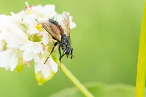 Germany Wildlife Fauna Drucke: Marco image of an insect