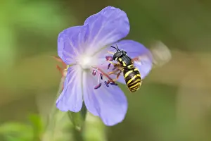 Bilder Datiert 19. August 2019: Marco ist ein Insekt.